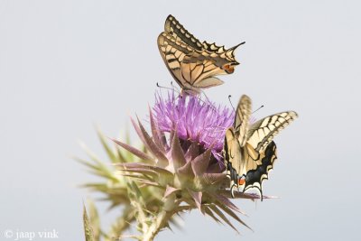 Swallowtail - Koninginnepage - Papilio machaon