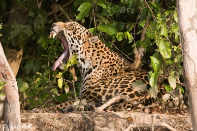 Jaguar - Jaguar - Panthera onca