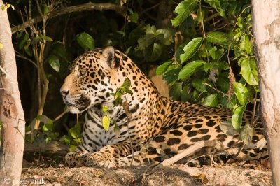 Jaguar - Jaguar - Panthera onca