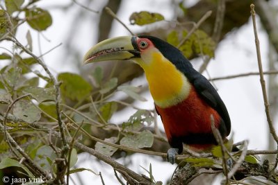 Red-breasted Toucan - Roodborsttoekan - Ramphastos dicolorus