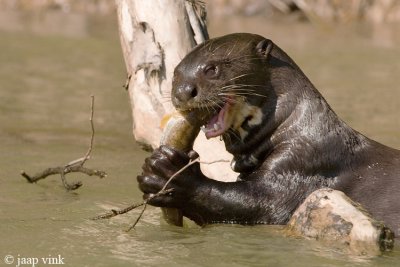 Giant Otter - Reuzenotter - Pteronura brasiliensis