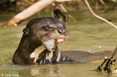 Giant Otter - Reuzenotter - Pteronura brasiliensis