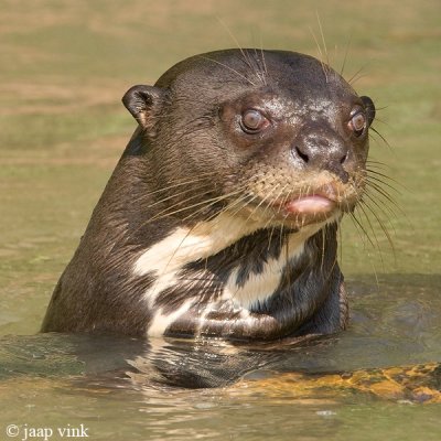 Brazil, Pantanal, Giant Otters: July 13, 2009