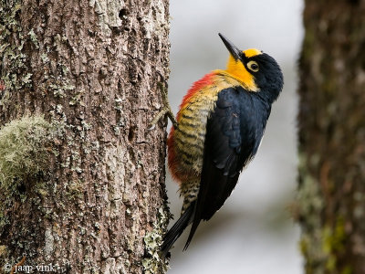 Yellow-fronted Woodpecker - Goudmaskerpecht - Melanerpes flavifrons