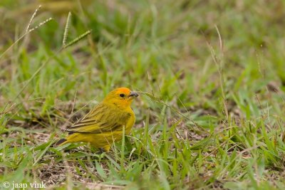 Saffron Finch - Saffraanvink - Sicalis flaveola