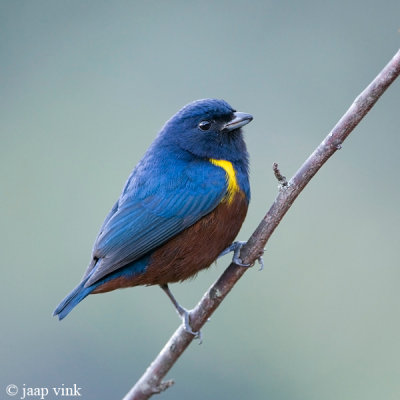 Chestnut-bellied Euphonia - Kastanjebuikorganist - Euphonia pectoralis