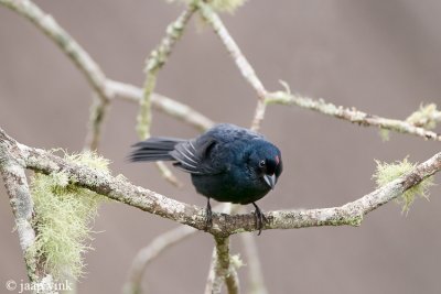 Ruby-crowned Tanager - Kroontangare - Tachyphonus coronatus