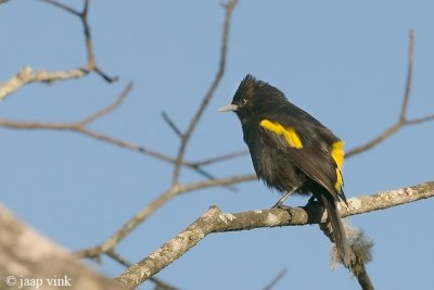 Golden-winged Cacique - Goudvleugel-buidelspreeuw - Cacicus chrysopterus