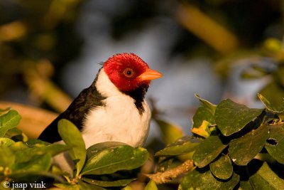 Yellow-billed Cardinal - Geelsnavelkardinaal - Paroaria capitata