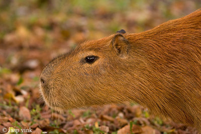 Capybara - Capibara - Hydrochoerus hydrochaeris