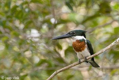 Amazon Kingfisher - Amazone-ijsvogel - Chloroceryle amazona