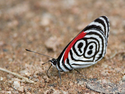 Cramer's Eighty-eight - Cramers Achtentachtig - Diaethria clymena