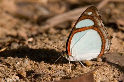 Amphiro Redring - Pyrrhogyra amphiro