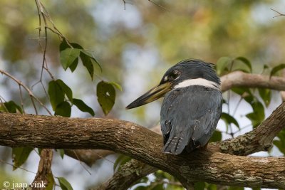 Ringed Kingfisher - Amerikaanse Reuzenijsvogel - Megaceryle torquata