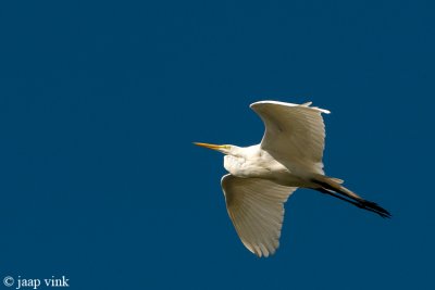 Great Egret - Grote Zilverreiger - Ardea alba