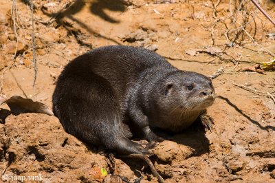 Neotropical River Otter - Langstaartotter - Lontra longicaudus