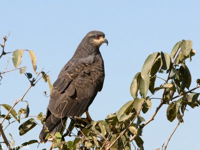 Snail Kite - Slakkewouw - Rostrhamus sociabilis