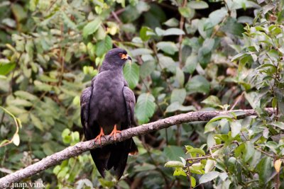 Snail Kite - Slakkewouw - Rostrhamus sociabilis