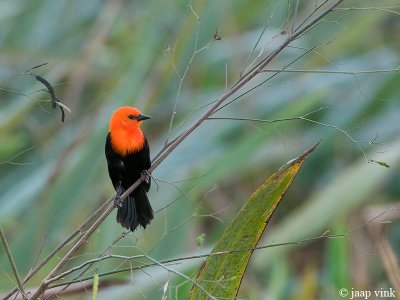 Scarlet-headed Blackbird - Roodkoptroepiaal - Amblyramphus holosericeus