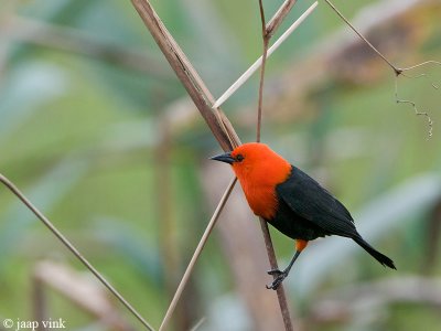 Scarlet-headed Blackbird - Roodkoptroepiaal - Amblyramphus holosericeus