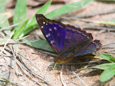 Agathina emperor - Doxocopa agathina