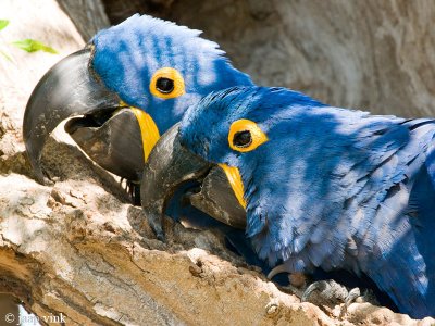 Hyacinth Macaw - Hyacinthara - Anodorhynchus hyacinthinus