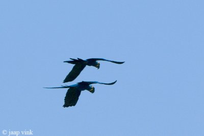 Hyacinth Macaw - Hyacinthara - Anodorhynchus hyacinthinus