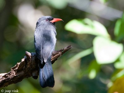 Black-fronted Nunbird - Zwartvoorhoofdtrappist - Monasa nigrifrons