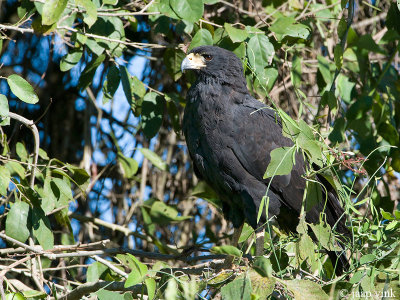Great Black Hawk - Zwarte Arendbuizerd - Buteogallus urubitinga