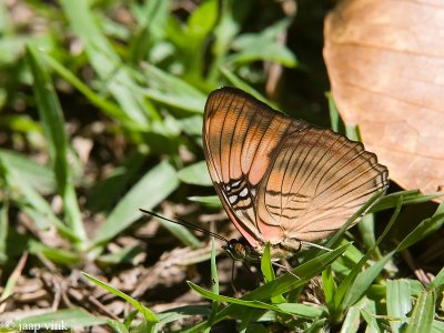 Mesentina Sister - Adelpha mesentina