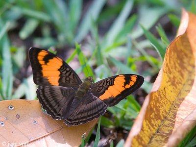 Mesentina Sister - Adelpha mesentina