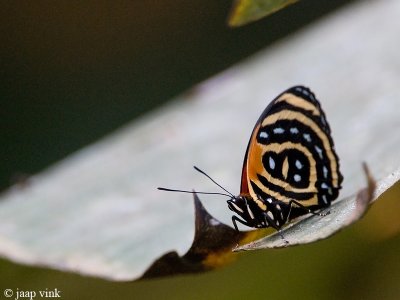 Cynosura Eighty-eight - Callicore cynosura