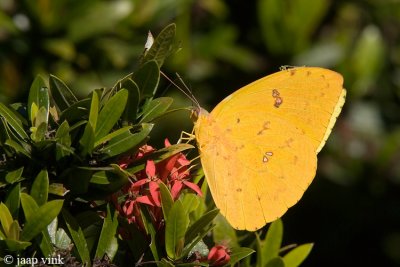 Orange-barred Sulphur - Phoebis philea