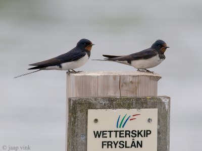 Swallow - Boerenzwaluw - Hirundo rustica