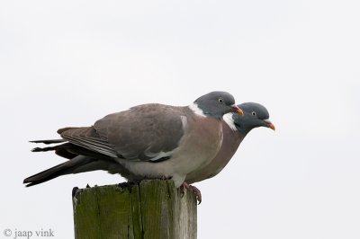 Wood-Pigeon - Houtduif - Columba palumbus
