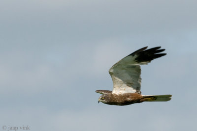 Marsh Harrier - Bruine Kiekendief - Circus aeruginosus