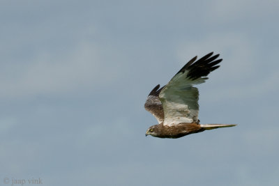 Marsh Harrier - Bruine Kiekendief - Circus aeruginosus