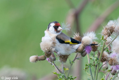 Goldfinch - Putter - Carduelis carduelis