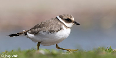 Ringed Plover - Bontbekplevier - Charadrius hiaticula