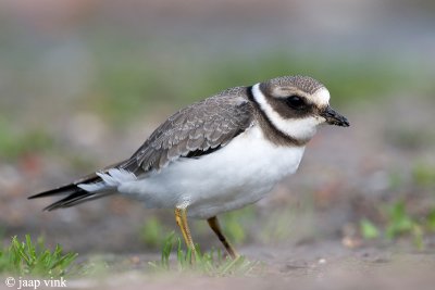 Ringed Plover - Bontbekplevier - Charadrius hiaticula