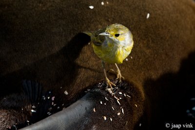 Yellow Warbler - Gele Zanger - Dendroica petechia aureola