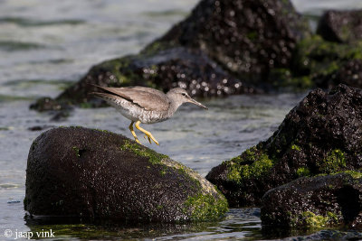 Wandering Tattler - Amerikaanse Grijze Ruiter - Tringa icanus