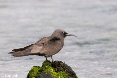 Common Noddy - Noddy - Anous stolidus galapagensis