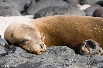 Galapagos Sea Lion - Galapagos Zeeleeuw - Zalophus californianus wollebaeki