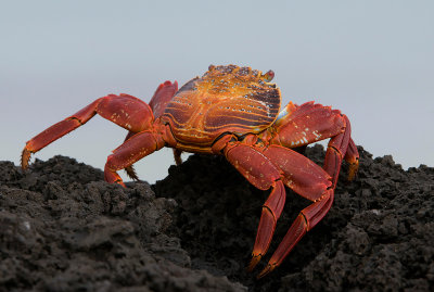 Sally Lightfoot Crab - Sally Lightfoot-krab - Grapsus grapsus