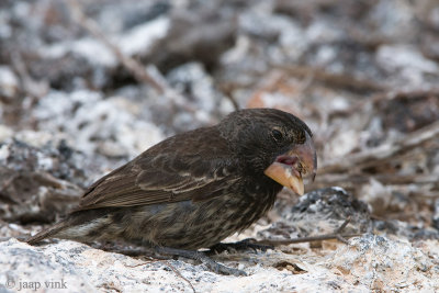 Large Ground Finch - Grote Grondvink - Geospiza magnirostris