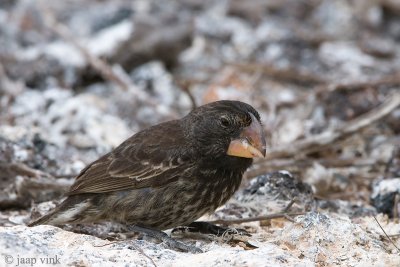 Large Ground Finch - Grote Grondvink - Geospiza magnirostris