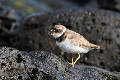 Semipalmated Plover - Amerikaanse Bontbekplevier -Charadrius semipalmatus