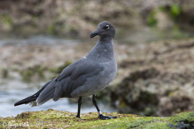 Lava Gull - Lavameeuw - Larus fuliginosus