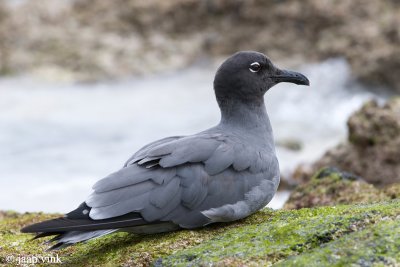 Lava Gull - Lavameeuw - Larus fuliginosus